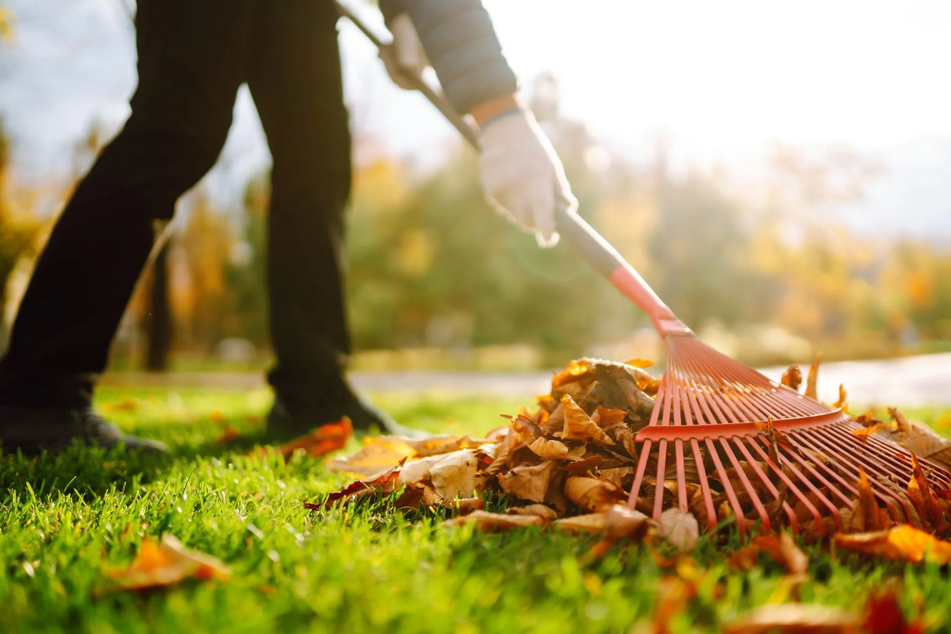 Fall cleanup and leaf removal on a lawn in Clinton, IA and Fulton, IL - Two Guys and a Mower